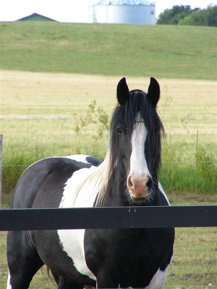 Irish Cob Zeus of The Irish Western art Ranch - Taget d.10 juli -09 billede 20