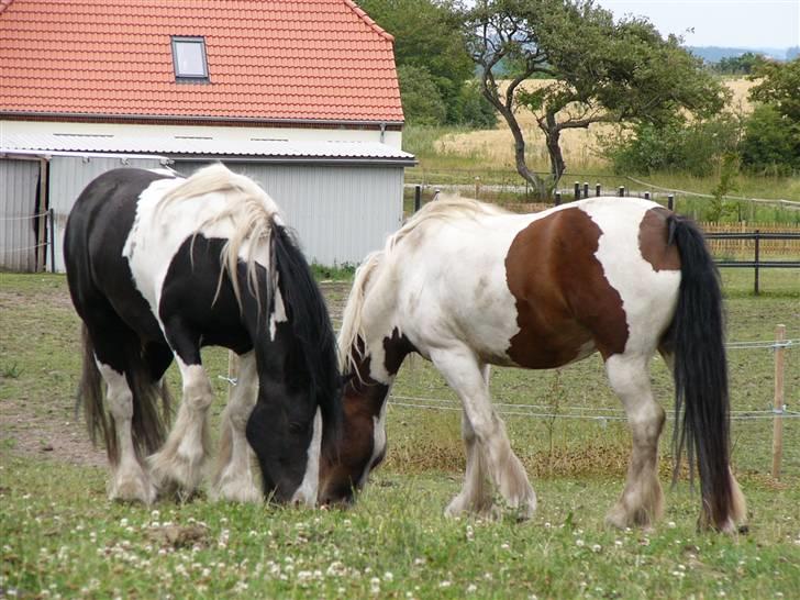 Irish Cob Zeus of The Irish Western art Ranch - Taget d.17 juli - 09 billede 21