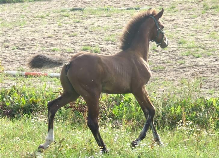 Dansk Varmblod Dortheas Delino - 3 måneder billede 10