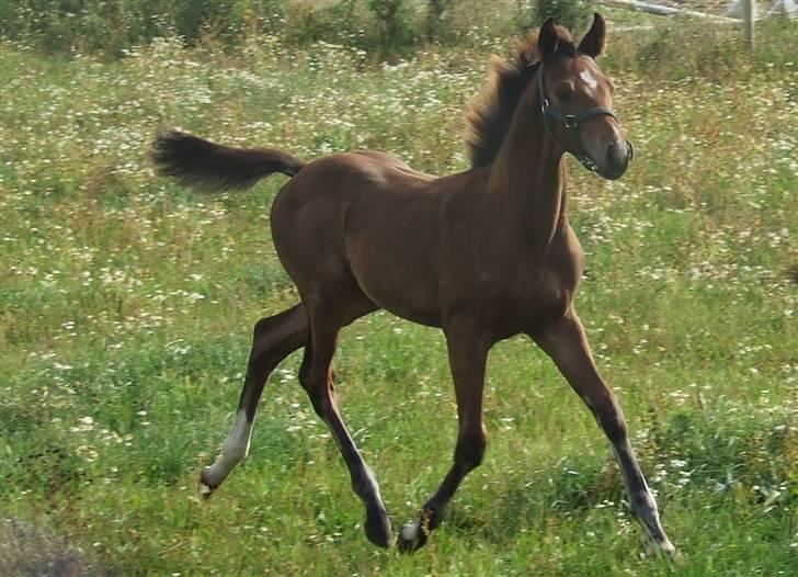 Dansk Varmblod Dortheas Delino - 3 måneder billede 11