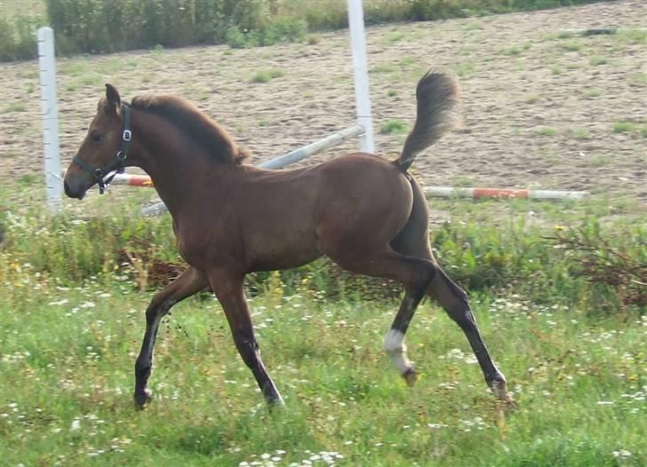 Dansk Varmblod Dortheas Delino - 3 måneder billede 13