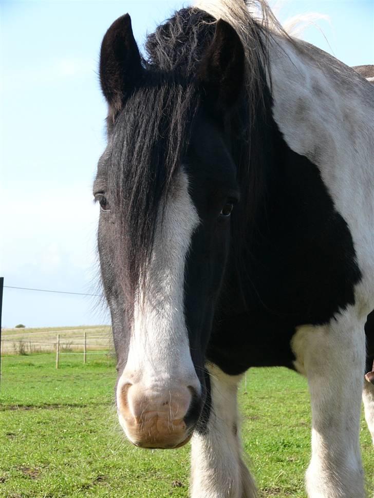 Irish Cob Zeus of The Irish Western art Ranch - Taget d.29 august 2009 billede 23