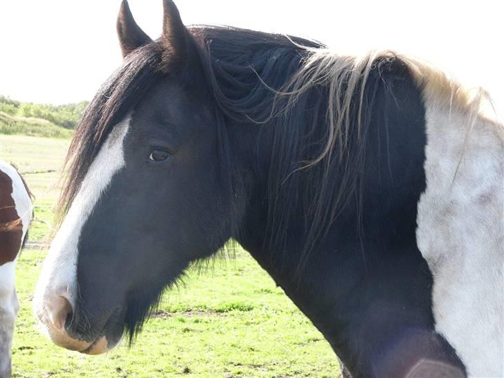 Irish Cob Zeus of The Irish Western art Ranch - Taget d.29 august 2009 billede 24