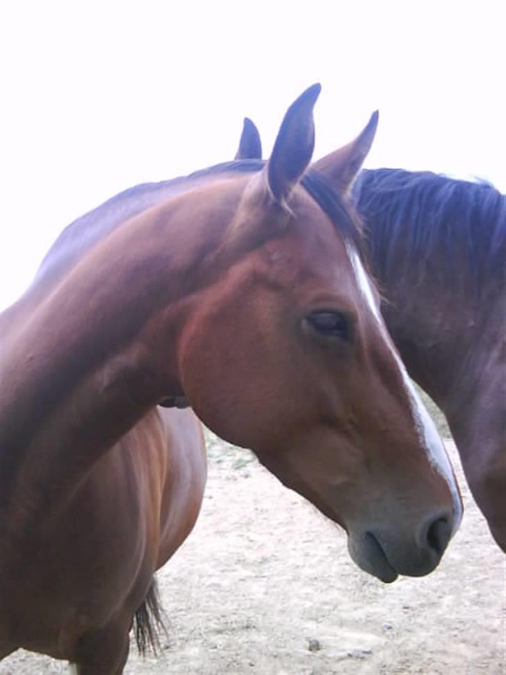 Dansk Varmblod Beise   billede 13