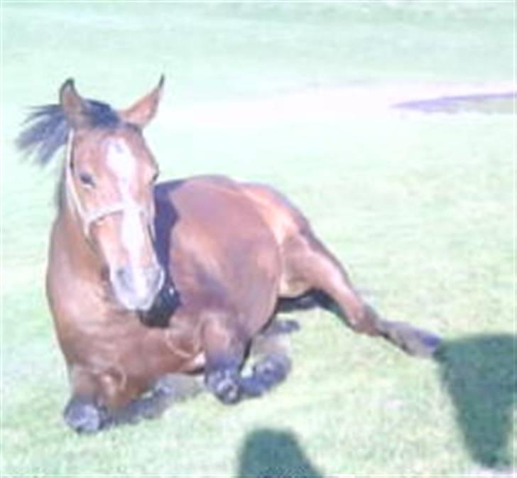 Dansk Varmblod Beise   billede 14