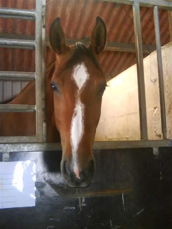 Dansk Varmblod Beise   billede 15