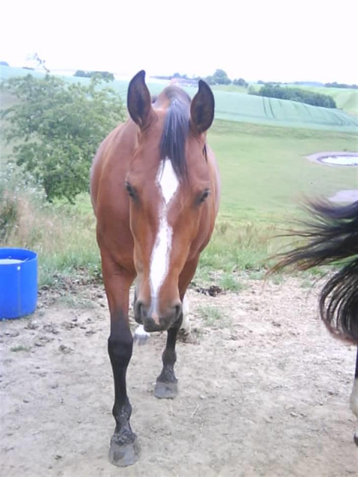 Dansk Varmblod Beise   billede 16