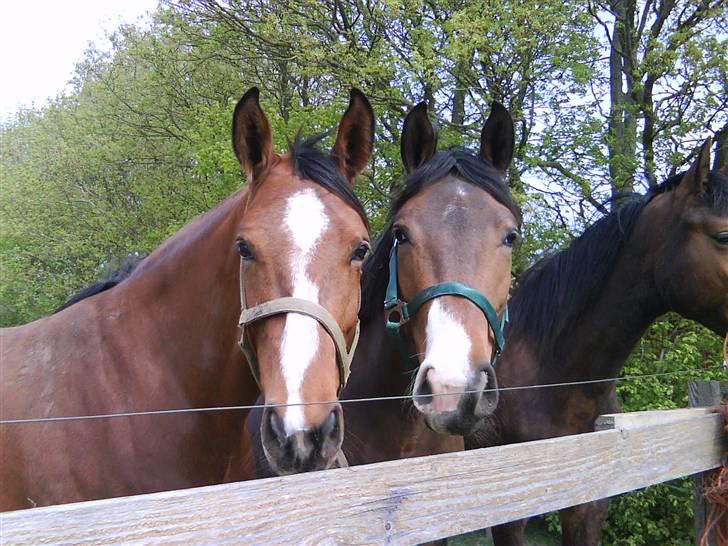 Dansk Varmblod Beise   billede 17