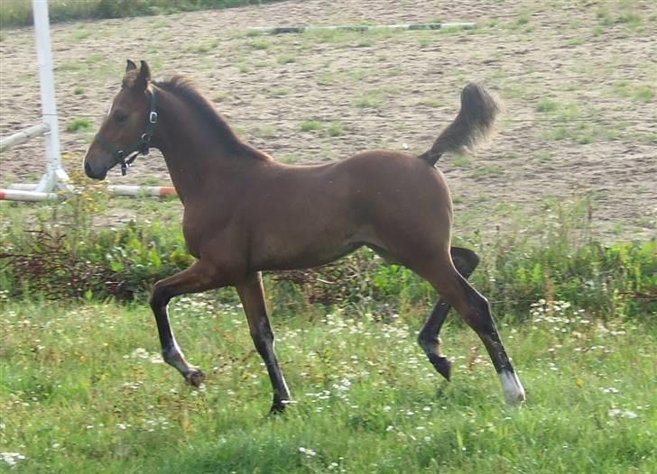 Dansk Varmblod Dortheas Delino - 3  måneder billede 14
