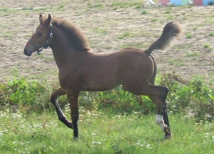 Dansk Varmblod Dortheas Delino - 3 måneder billede 15