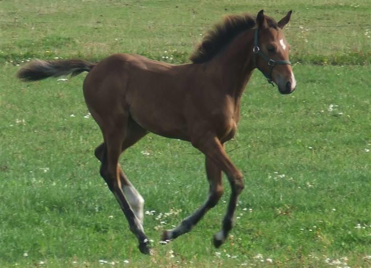 Dansk Varmblod Dortheas Delino - 3 måneder billede 16