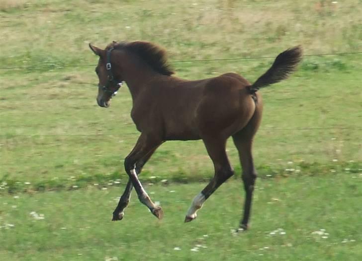 Dansk Varmblod Dortheas Delino - 3 måneder billede 17