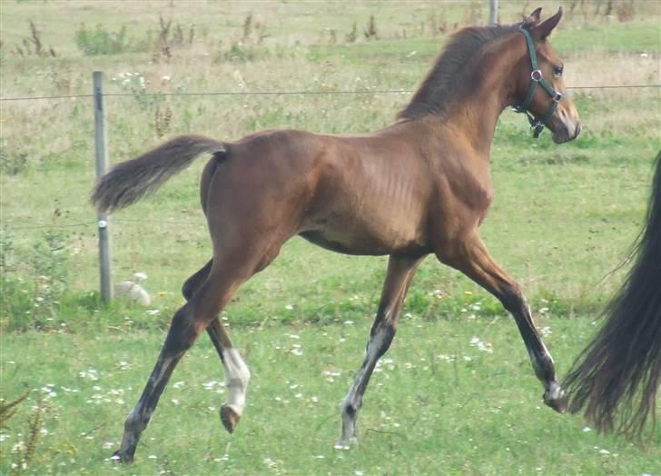 Dansk Varmblod Dortheas Delino - 3 måneder billede 18