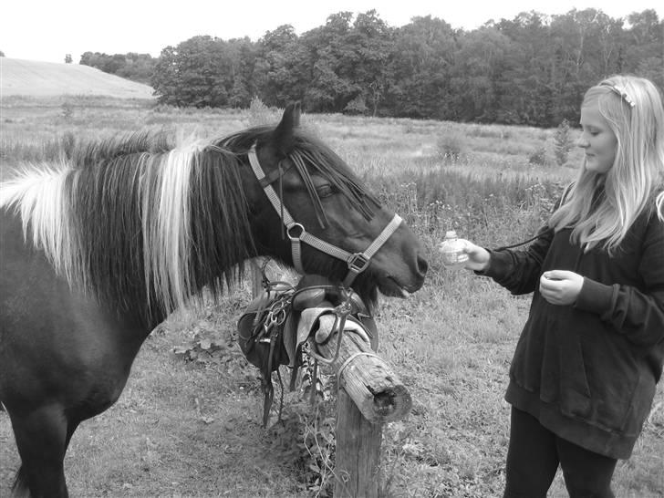 Irish Cob Sir Charles Of Ireland billede 7