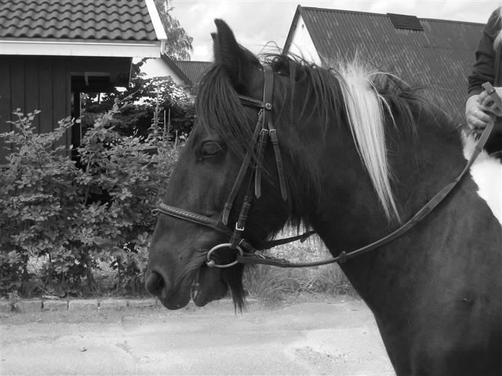 Irish Cob Sir Charles Of Ireland billede 8