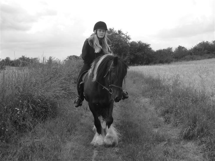 Irish Cob Sir Charles Of Ireland billede 9