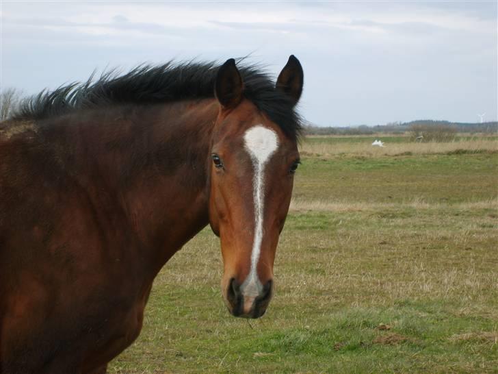 Holstener Lago billede 1