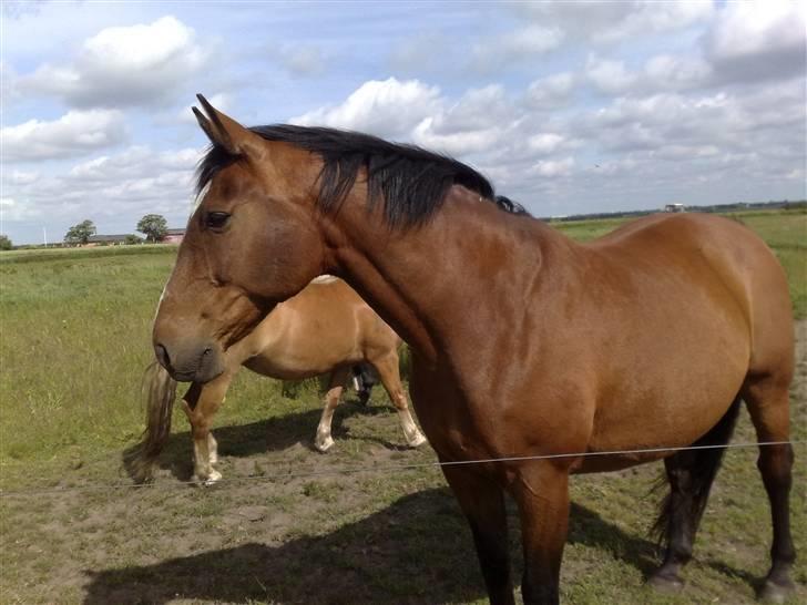 Holstener Lago billede 3