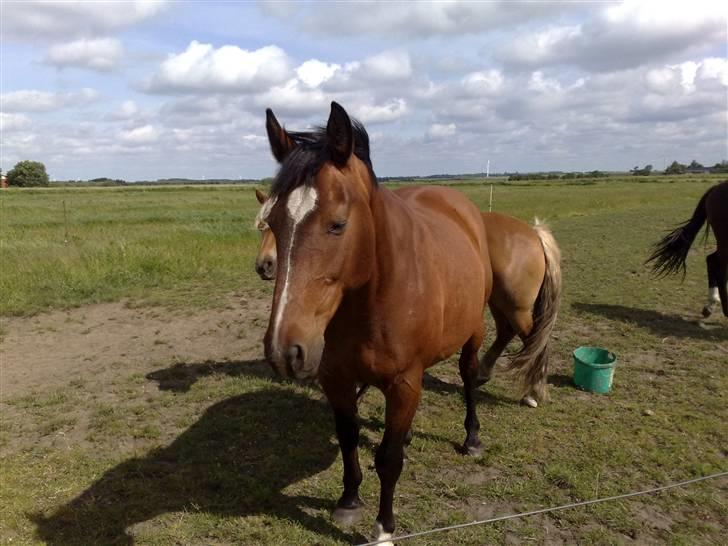 Holstener Lago billede 4