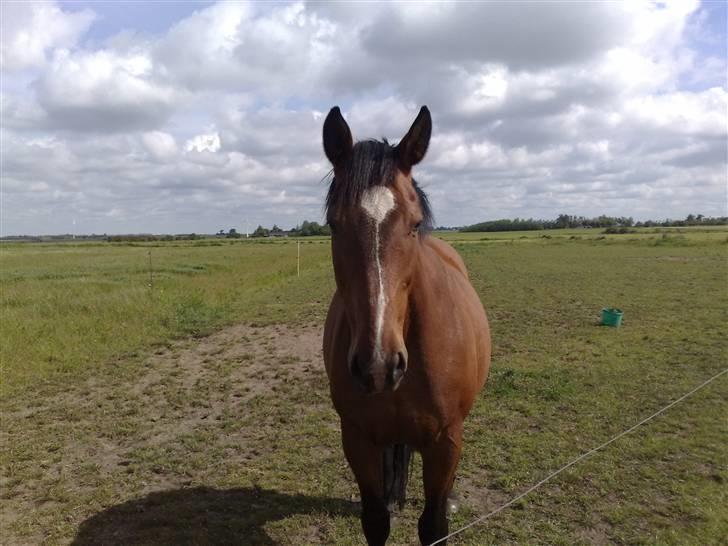 Holstener Lago billede 5