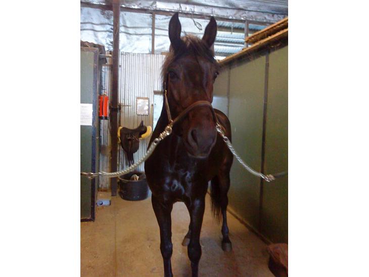 {{currentPhoto.altText}} billede {{currentPhoto.number}}