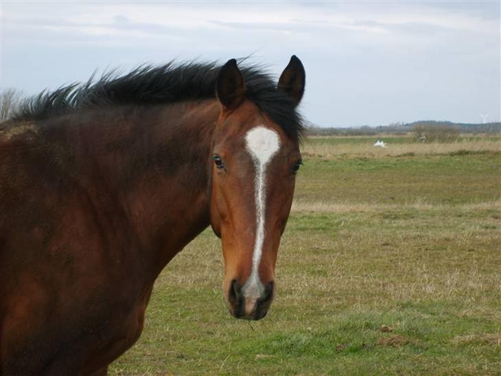 {{currentPhoto.altText}} billede {{currentPhoto.number}}