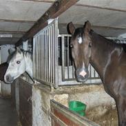 Anden særlig race Radec 