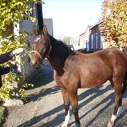 Dansk Varmblod Jelly Bean