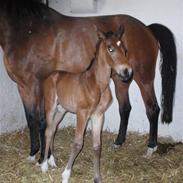 Dansk Varmblod Jelly Bean