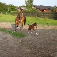 Dansk Varmblod Jelly Bean