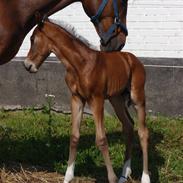 Dansk Varmblod Jelly Bean