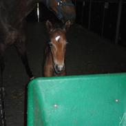 Dansk Varmblod Jelly Bean