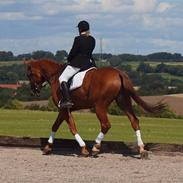 Hannoveraner Wiktor Røntved