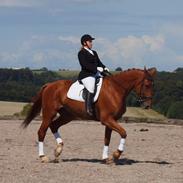 Hannoveraner Wiktor Røntved