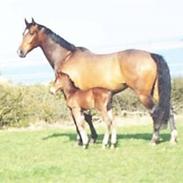 Oldenborg Daim Lergravgaard