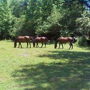 Oldenborg Daim Lergravgaard