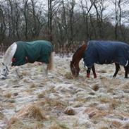 Oldenborg Daim Lergravgaard