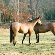 Oldenborg Daim Lergravgaard