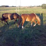 Frederiksborg Maxi Amor