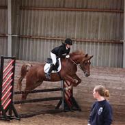 Anden særlig race Chili [Rider ikke mere]