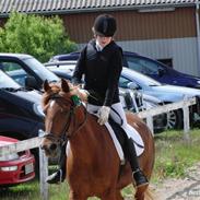 Anden særlig race Chili [Rider ikke mere]