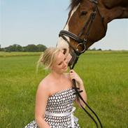 Hannoveraner Amazing Big Ben