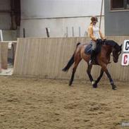 Hollandsk Sportspony Fiégo | Solgt! |