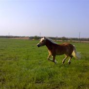 Haflinger Balder 