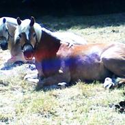 Haflinger Balder 