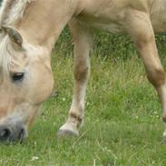 Fjordhest Jarl 