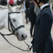 Connemara Banks Captain (Part)