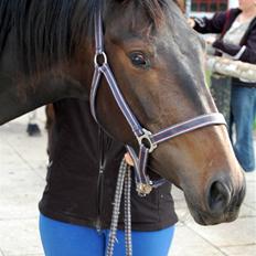 Oldenborg Horsmarks Farinella SOLGT
