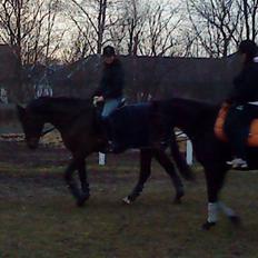 Oldenborg Horsmarks Farinella SOLGT