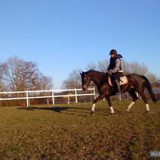Oldenborg Horsmarks Farinella SOLGT